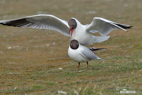 Black-headed Gull (Chroicocephalus ridibundus)