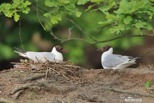 Black-headed Gull (Chroicocephalus ridibundus)