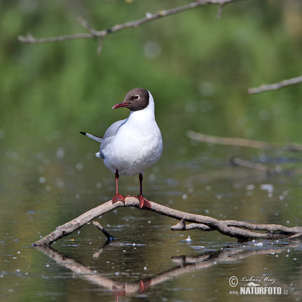 Black-headed Gull (Chroicocephalus ridibundus)