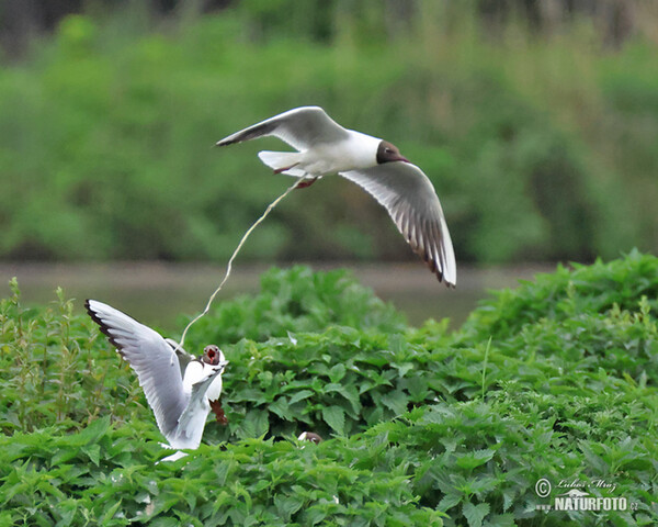 Black-headed Gull (Chroicocephalus ridibundus)