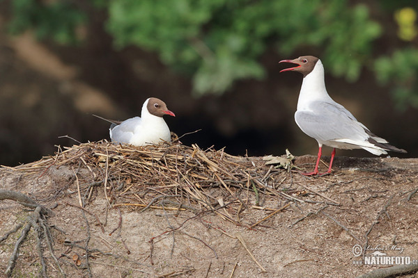 Black-headed Gull (Chroicocephalus ridibundus)