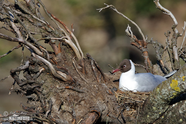 Black-headed Gull (Chroicocephalus ridibundus)