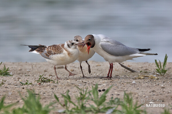 Black-headed Gull (Chroicocephalus ridibundus)