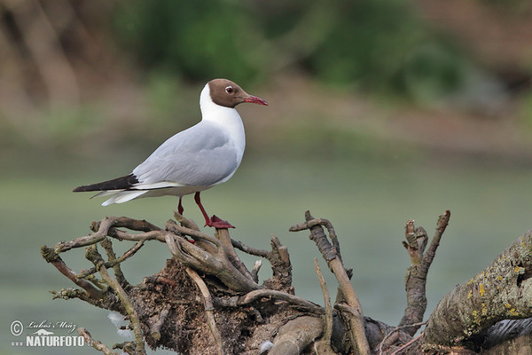 Black-headed Gull (Chroicocephalus ridibundus)