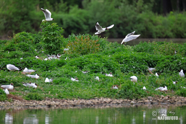 Black-headed Gull (Chroicocephalus ridibundus)
