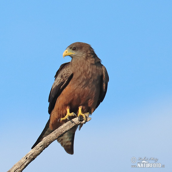 Black Kite (Milvus migrans)