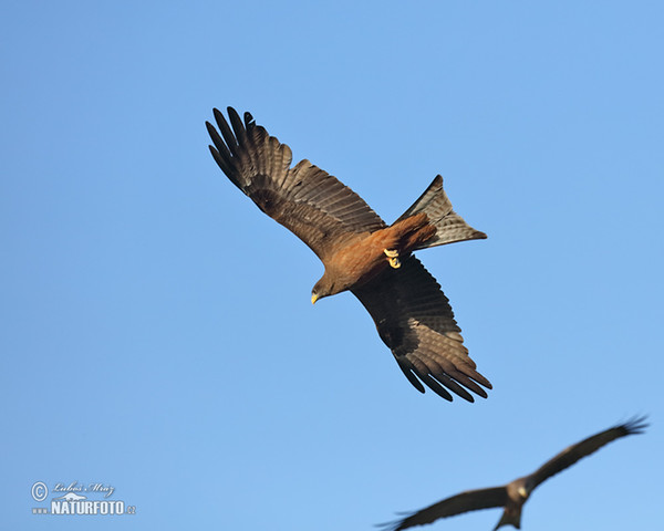 Black Kite (Milvus migrans)