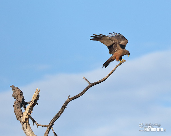 Black Kite (Milvus migrans)