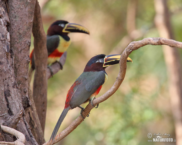 Black-necked Aracari (Pteroglossus aracari)