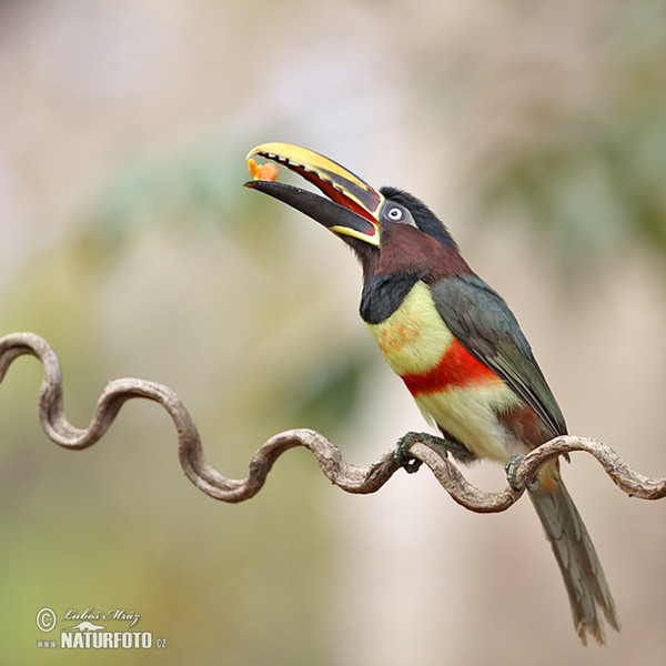 Black-necked Aracari (Pteroglossus aracari)