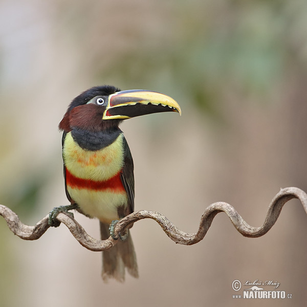 Black-necked Aracari (Pteroglossus aracari)