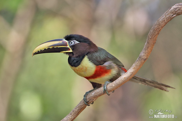 Black-necked Aracari (Pteroglossus aracari)