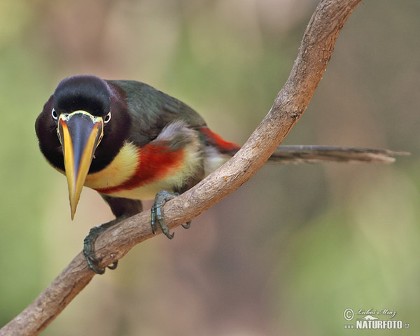 Black-necked Aracari (Pteroglossus aracari)