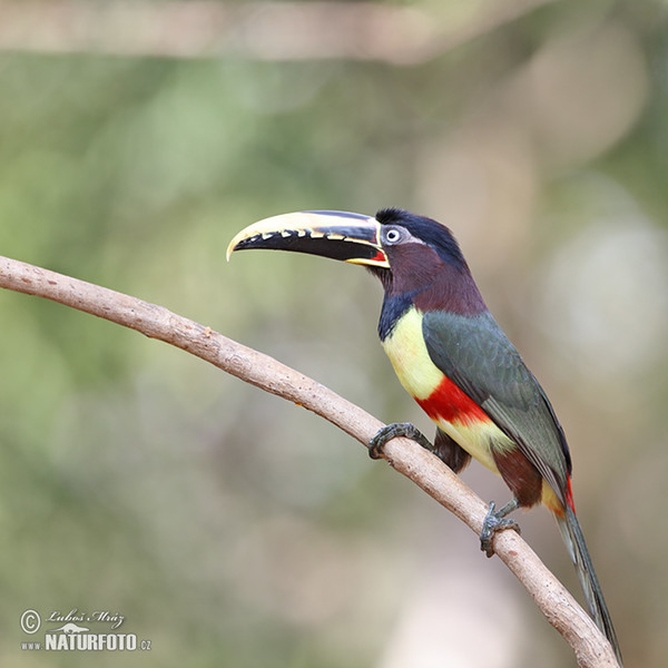 Black-necked Aracari (Pteroglossus aracari)