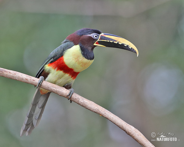 Black-necked Aracari (Pteroglossus aracari)