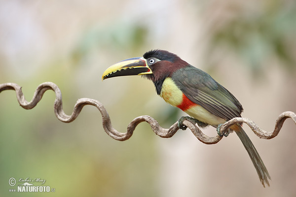 Black-necked Aracari (Pteroglossus aracari)