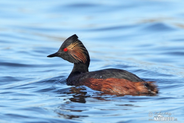 Black-necked Grebe (Podiceps nigricollis)