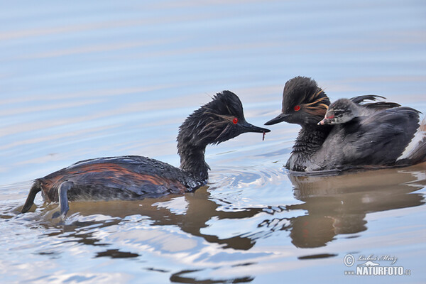 Black-necked Grebe (Podiceps nigricollis)