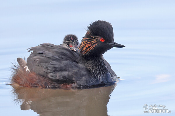 Black-necked Grebe (Podiceps nigricollis)