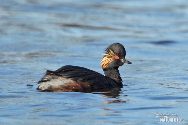 Black-necked Grebe (Podiceps nigricollis)