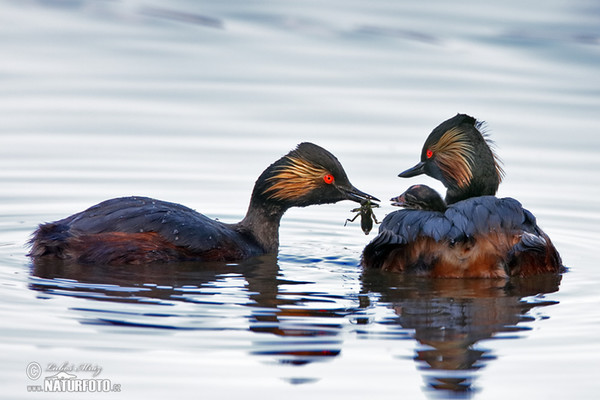 Black-necked Grebe (Podiceps nigricollis)