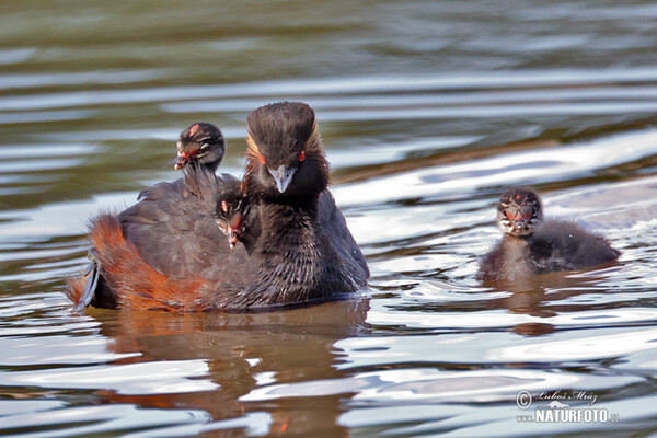 Black-necked Grebe (Podiceps nigricollis)