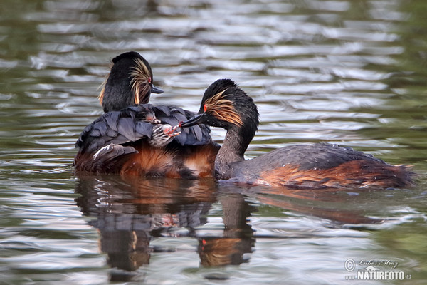 Black-necked Grebe (Podiceps nigricollis)