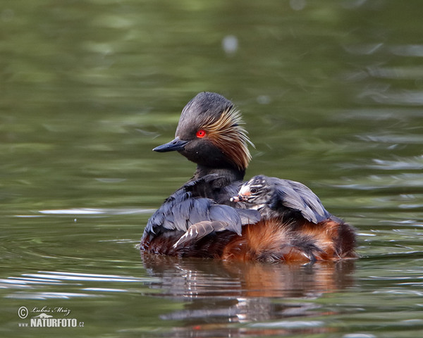 Black-necked Grebe (Podiceps nigricollis)