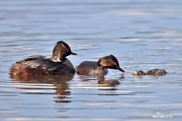 Black-necked Grebe (Podiceps nigricollis)