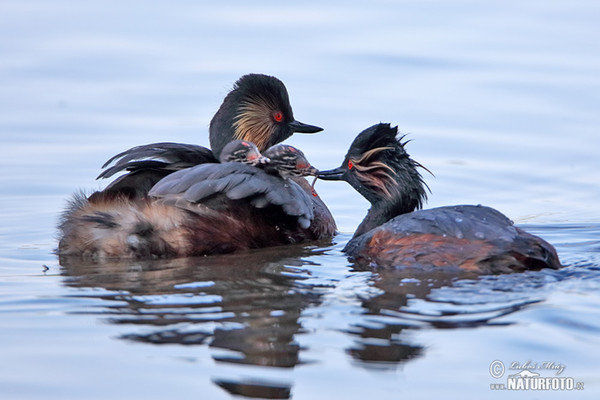 Black-necked Grebe (Podiceps nigricollis)