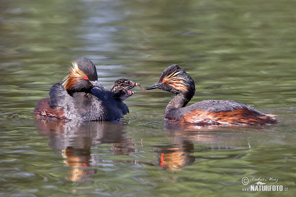 Black-necked Grebe (Podiceps nigricollis)