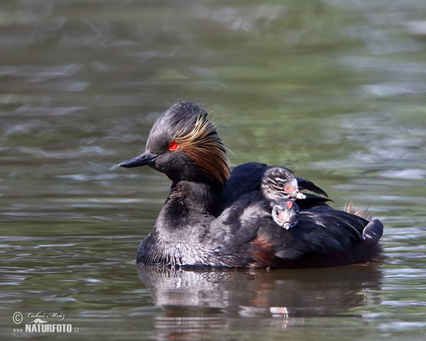 Black-necked Grebe (Podiceps nigricollis)