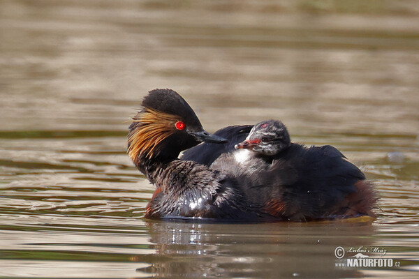 Black-necked Grebe (Podiceps nigricollis)