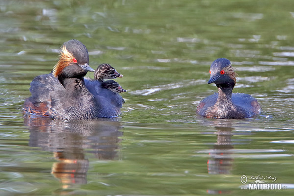 Black-necked Grebe (Podiceps nigricollis)