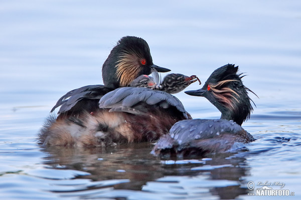 Black-necked Grebe (Podiceps nigricollis)