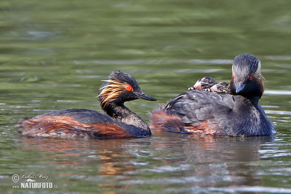 Black-necked Grebe (Podiceps nigricollis)