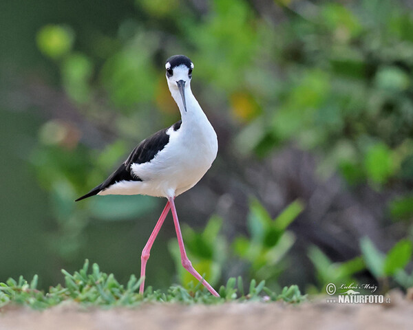 Black necked Stilt (Himantopus mexicanus)