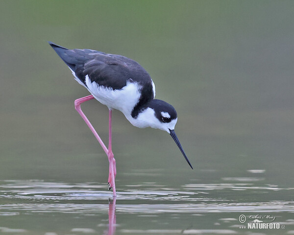 Black necked Stilt (Himantopus mexicanus)