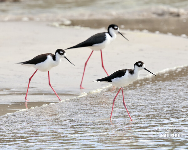 Black necked Stilt (Himantopus mexicanus)