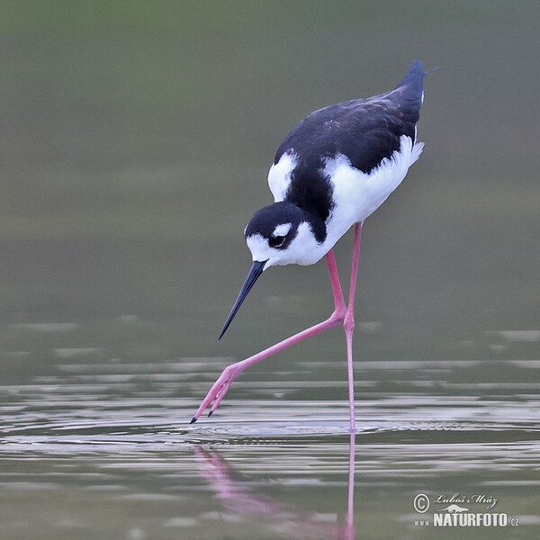 Black necked Stilt (Himantopus mexicanus)