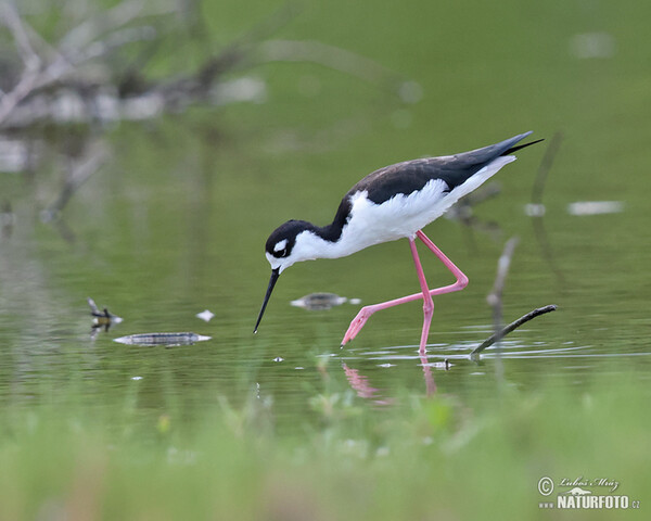 Black necked Stilt (Himantopus mexicanus)