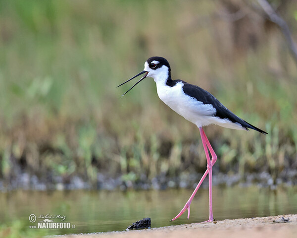 Black necked Stilt (Himantopus mexicanus)