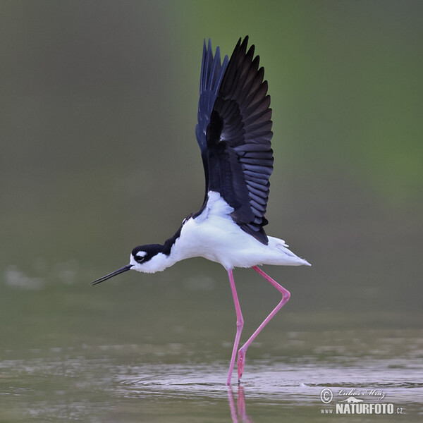 Black necked Stilt (Himantopus mexicanus)