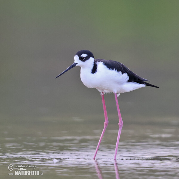 Black necked Stilt (Himantopus mexicanus)