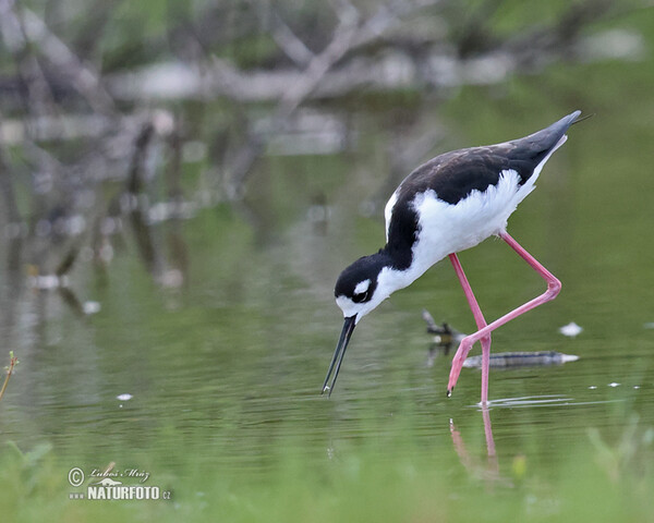 Black necked Stilt (Himantopus mexicanus)