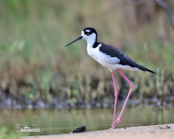 Black necked Stilt (Himantopus mexicanus)