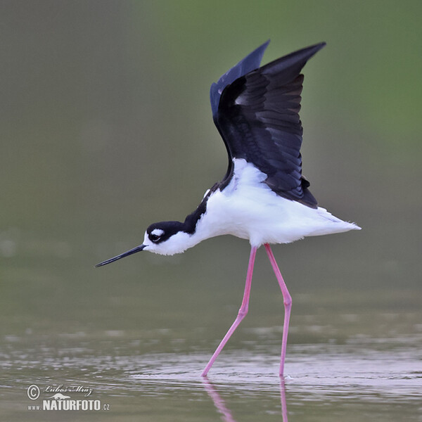 Black necked Stilt (Himantopus mexicanus)