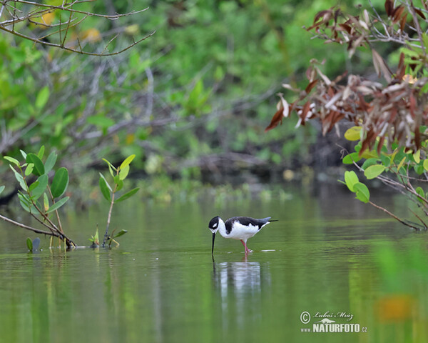 Black necked Stilt (Himantopus mexicanus)