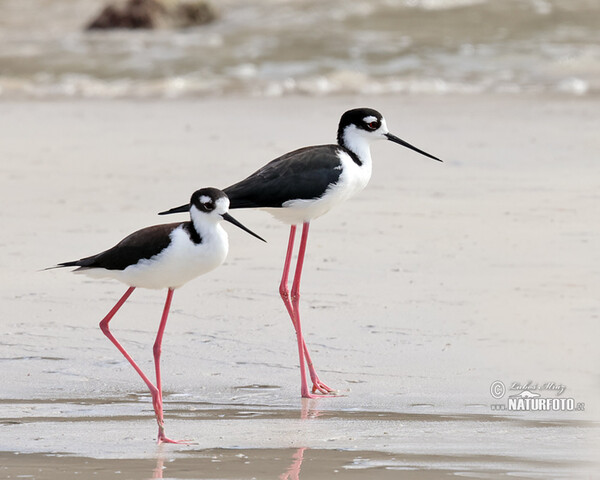 Black necked Stilt (Himantopus mexicanus)