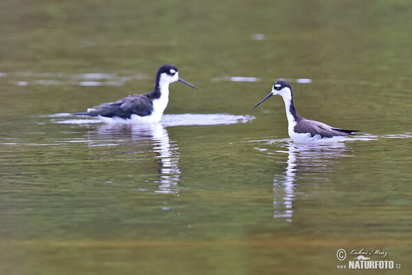 Black necked Stilt (Himantopus mexicanus)